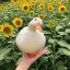 [Драконьи Острова] Кулинария Драконьих Островов!