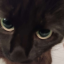 cat_of_fate_228
