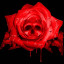 Орден "Кровавой розы"