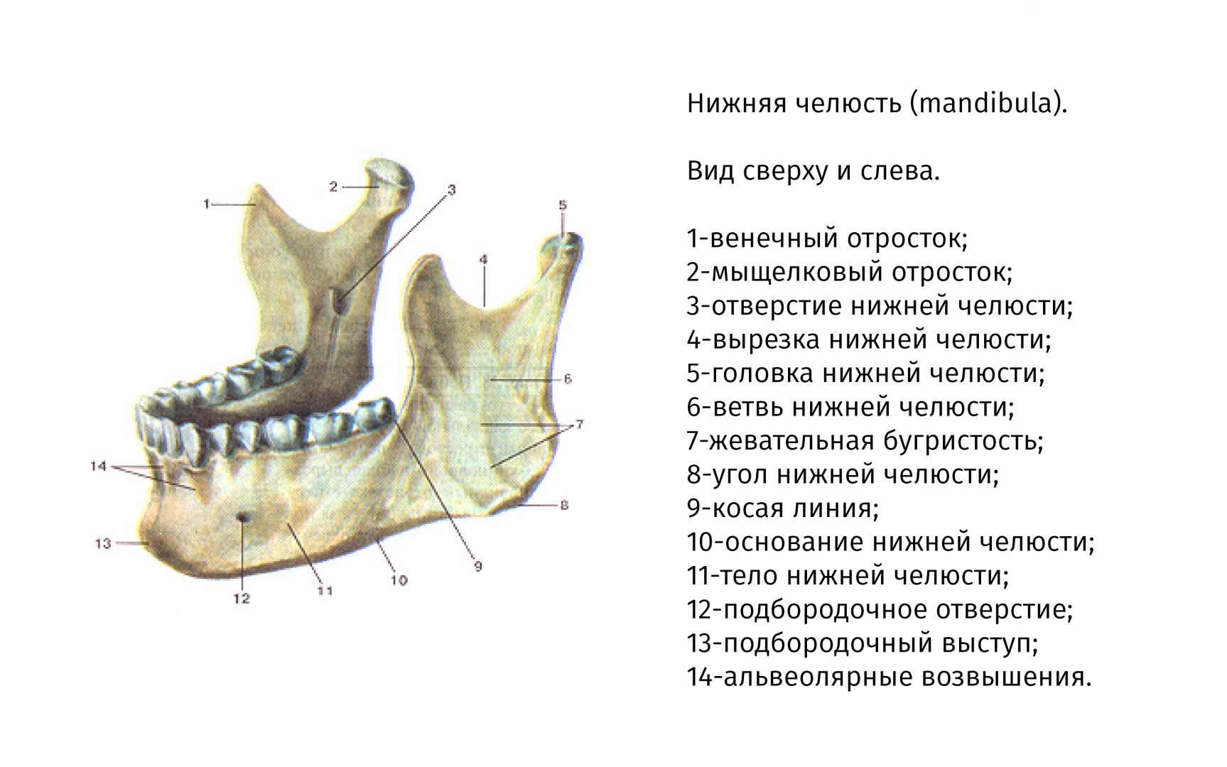 Нижний край нижней челюсти. Альвеолярная дуга нижней челюсти анатомия. Нижняя челюсть анатомия крыловидная ямка. Строение челюсти человека анатомия нижней челюсти. Подбородочная ость нижней челюсти.