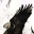 LonelyRaven