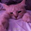 [Корвус Кортис] Как гвардия виноградникам помогала
