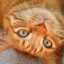 [Корвус Кортис] Обучение юной девы (7/8)