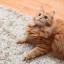 [Корвус Кортис] Песней тоже можно творить чудеса