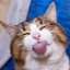 [Корвус Кортис] Небольшой патруль