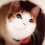 [Корвус Кортис] Внезапная практика
