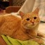 [Корвус Кортис] Обучение юной девы (6/8)