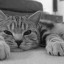 [Корвус Кортис] Уборка в парке