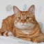 [Корвус Кортис] Обучение юной девы (4/8)