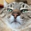 [Корвус Кортис] Тренировка с дождем или под ним
