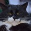 [Красногорье] [Корвус Кортис] Защитить виноградник!