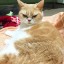 [Корвус Кортис] Да сколько можно этих гноллов?