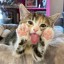 [Корвус Кортис] В погоне за беглым чародеем