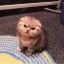 [Корвус Кортис] Внезапное нападение, обернувшееся целым приключением (18+)