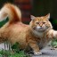 [Корвус Кортис] Тренировка по расписанию
