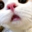[Корвус Кортис] Время для магии!