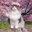 [Элвиннский лес] [Корвус Кортис] Помочь дому милосердия