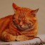 [Корвус Кортис] Обучение юной девы (3/8)