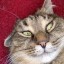 [Корвус Кортис] Бойтесь защитников Элвиннского леса! Часть 4