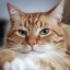 [Корвус Кортис] Обучение юной девы (8/8)