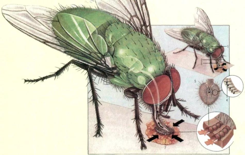 Комнатная муха полное или. Муха (насекомое). Хоботок мухи. Комнатная Муха. Муха биология.