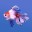 Koi fish Lafir Koi fish Lafir
