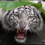 [Рафтбург] Метка Белого Тигра.