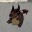 Chigo