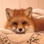 [Корвус Кортис] Конец обучения и новое начало.